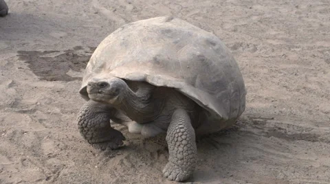 The Galápagos tortoise fighting at Isabela, Galapagos Islands, Ecuador Stock Footage 41678730