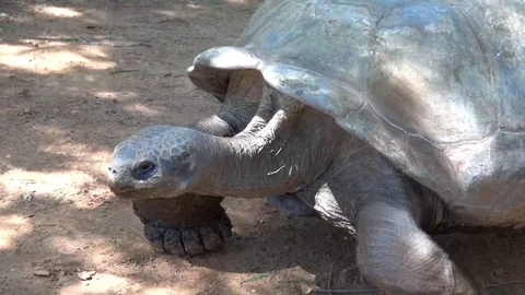 Galapagos Tortoise Stock Footage 108512161