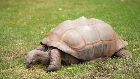 Galapagos Tortoise Stock Footage 339953466