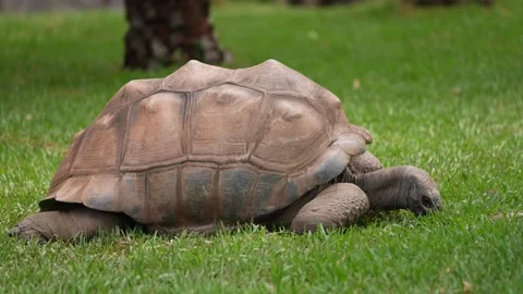 Galapagos Tortoise Stock Footage 339953518