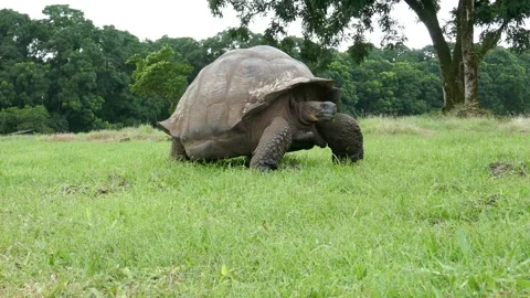Galapagos tortoise getting up and walking away in protected conservation area Stock Footage 338187897