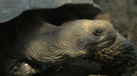 Galapagos Tortoise - Giant Turtle - 2 Shots 動画素材 25571290