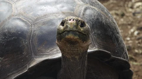 Galapagos Tortoise Head Turn Stock Footage 58353919