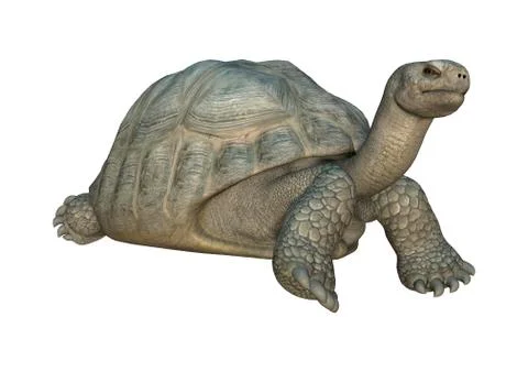 Galapagos Tortoise Illustrazione stock