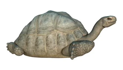 Galapagos Tortoise Illustrazione stock
