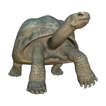 Galapagos Tortoise Illustrazione stock