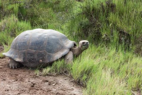 Galapagos tortoise looking at the camera with grass in its beak Stock Photos