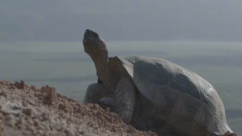 Galapagos tortoise looking up at sky Stock Footage 108723005