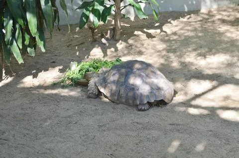 Galapagos tortoise Foto stock
