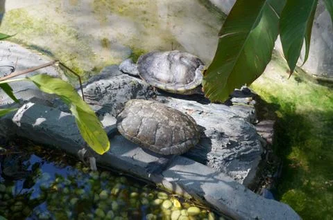 Galapagos tortoise Foto stock