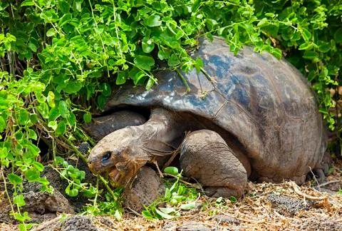 Galapagos tortoise Stock Photos