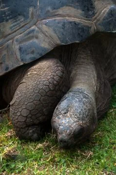 Galapagos tortoise Stock Photos