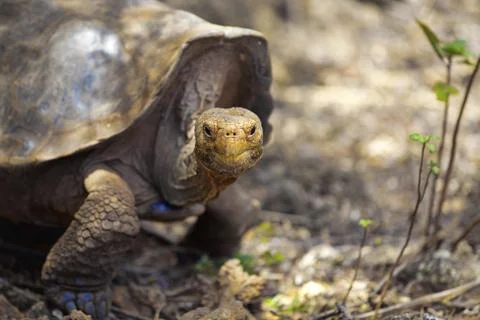 Galapagos tortoise Stock Photos
