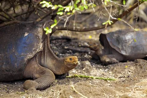 Galapagos tortoise Stock Photos