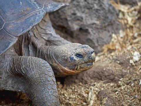 Galapagos tortoise Stock Photos