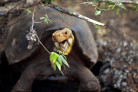A Galapagos tortoise Stock Photos
