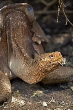 A Galapagos tortoise Stock Photos