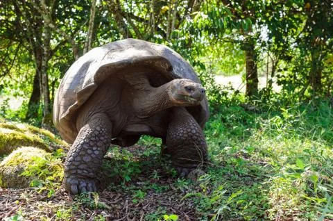 Galapagos tortoise Stock Photos