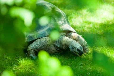 Galapagos Tortoise Stock Photos