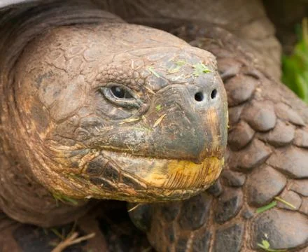 Galapagos Tortoise Foto stock