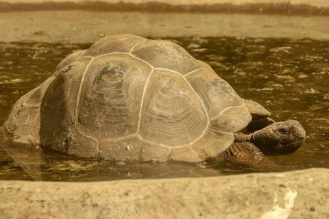Galapagos tortoise Foto stock