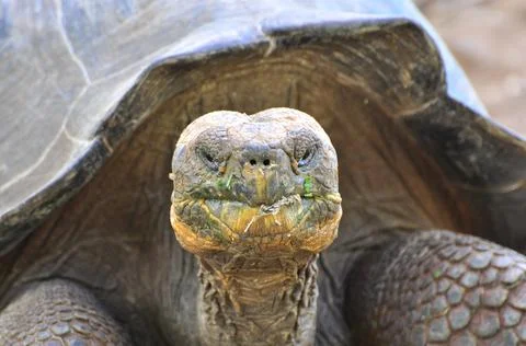 Galapagos Tortoise Stock Photos