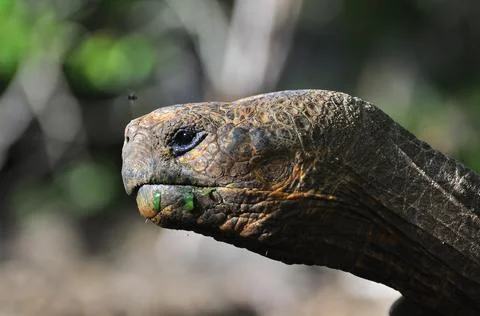 Galapagos Tortoise Stock Photos