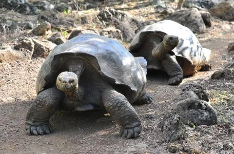 Galapagos Tortoise Stock Photos