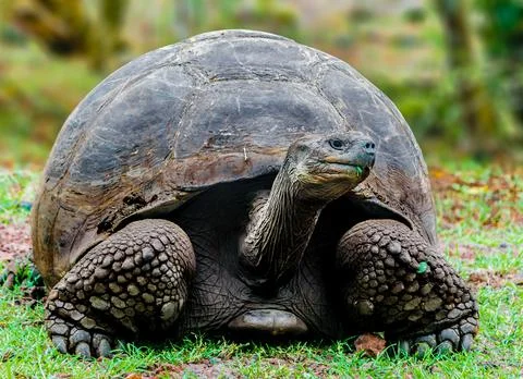 Galapagos Tortoise Stock Photos