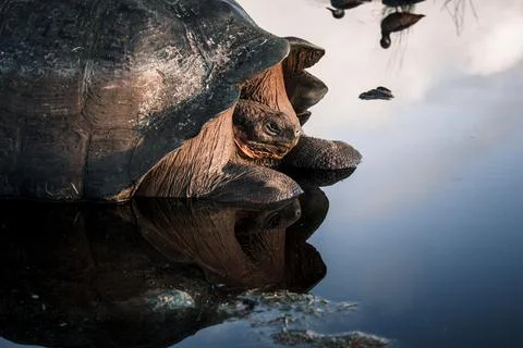 Galapagos Tortoise Reflection in Water Stock Photos