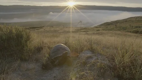 Galapagos tortoise at sunset Stock Footage 108723934