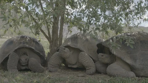 Galápagos tortoise trio Stock Footage 111273849