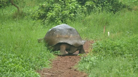 Galapagos Tortoise Walking Along Mud Path, Santa Cruz, Ecuador Stock Footage 107404201