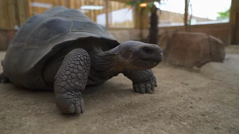 Galapagos tortoise walking to the camera 4K Stock Footage 138022827