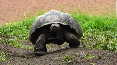 Galapagos Tortoise Walking 動画素材 54199893