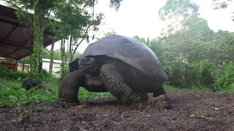 Galapagos Tortoise Walking Stock Footage 58353730