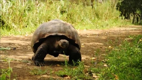 Galapagos-tortoise-walking Stock Footage 107557274