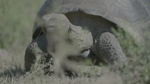 Galapagos tortoise walking Stock Footage 108724865