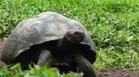 Galapagos Tortoise Walking Pan 動画素材 54199901