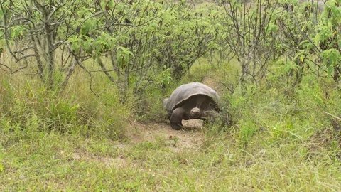 Galapagos tortoise walking slowly Stock Footage 108725337