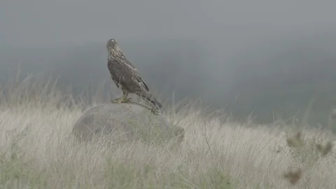 Galápagos tortoise walks with a hawk on its back Stock Footage 111271964