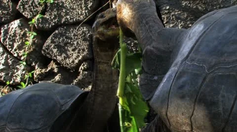 Galapagos Tortoises Fighting Видео 8927038