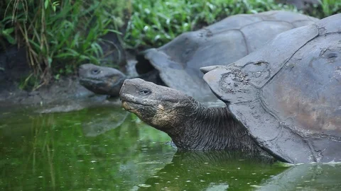 Galapagos tortoises Stock Footage 111229962
