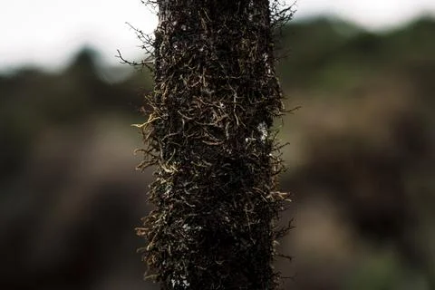 Galapagos Tree Trunk Moss Closeup Stock Photos