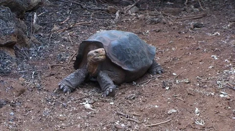 Galapagos Turtle 1 (FULL HD 1080) Stock Footage 1068302