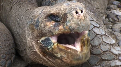 Galapagos Turtle 2 (FULL HD 1080) Stock Footage 1068299