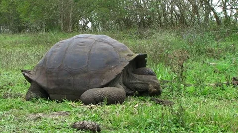 Galapagos Turtle 4 (FULL HD 1080) Stock Footage 1068286