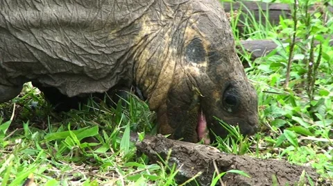 Galapagos Turtle 5 (FULL HD 1080) Stock Footage 1068284
