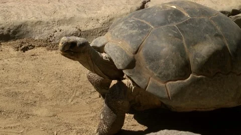 A Galapagos turtle crawls across the sand Stock Footage 68144597