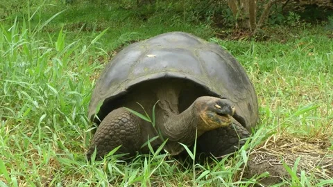 Island Galapagos Stock Video Footage | Royalty Free Island Galapagos ...